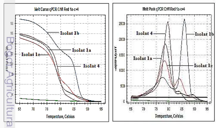 Gambar 2 Pola amplifikasi gen chromate reductase dari tiap isolat 