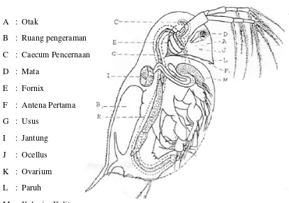 Gambar 2. Morfologi Daphnia sp. (Mokoginta, 2003) 