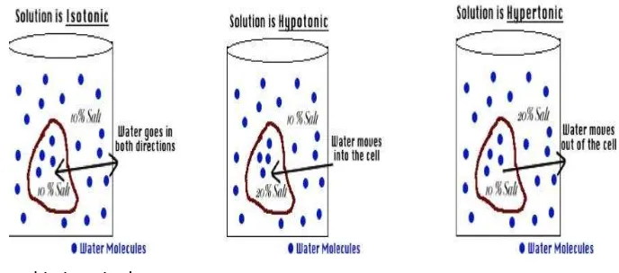 Gambar 1.7  Partikel zat terlarut dan pelarut murni (air) pada kondisi isotonik, hipotonik dan hipertonik  