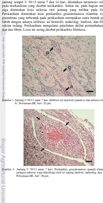 Gambar 3  Jantung U 50/13 umur 7 hari. Infiltrasi sel myelosit (panah a) dan nekrosa otot (panah  