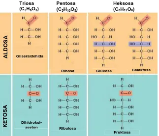 Gambar 1.1. Jenis-jenis monosakarida dari golongan aldosa dan ketosa  yang digambarkan menggunakan struktur Fischer  (sumber: ketose.bio1151.nicerweb.com 