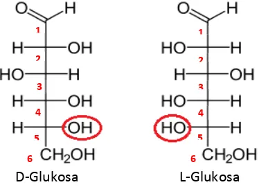 Gambar 1.2 . Struktur Fischer D-glukosa dan L-glukosa  (sumber: en.wikipedia.org)  