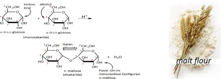 Gambar 1.6. Struktur laktosa (galaktosa + glukosa), suatu disakarida yang secara alami terkandung dalam susu  