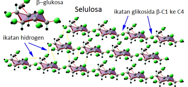 Gambar 1.9. Struktur selulosa yang tersusun dari unit monomer monosakarida yang saling berikatan melalui ikatan glikosida β-1,4 dan antar-rantainya berinteraksi melalui ikatan hidrogen  (sumber: www.brooklyn.cuny.edu) 
