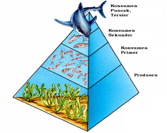 Gambar 1.3: Piramida makanan (Estella Lavelin at.al. 1998. Botani Visual 