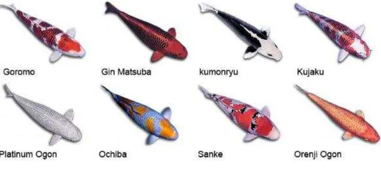Gambar 2.3. Berbagai varietas Ikan Koi  