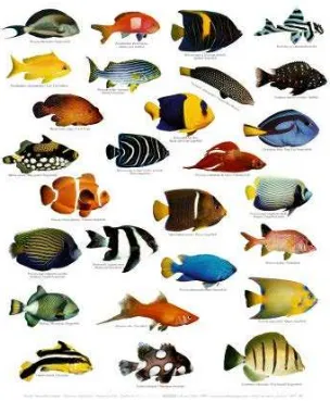 Gambar 2.4. Keanekaragaman jenis ikan hias air tawar  
