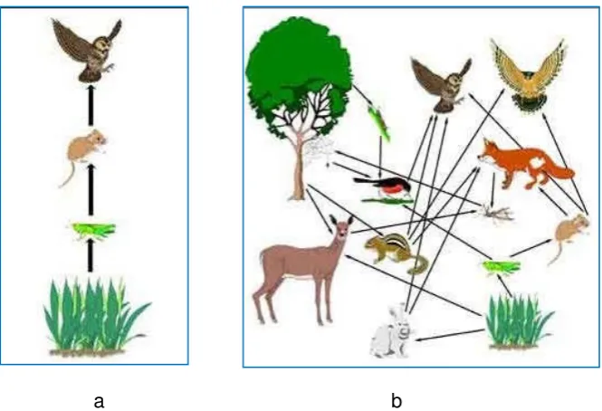 Gambar 2.6. Rantai Makanan (a); Jaring-jaring makanan (b) 