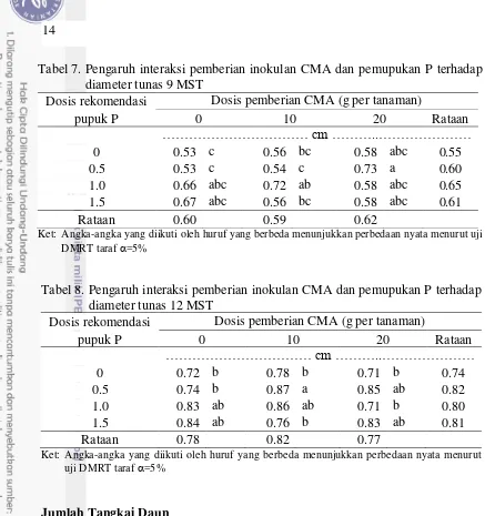 Tabel 7. Pengaruh interaksi pemberian inokulan CMA dan pemupukan P terhadap  
