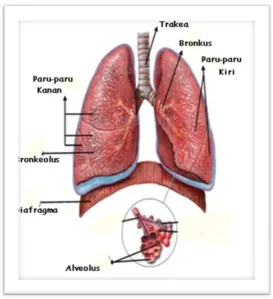 Gambar 1. 7. Ilustrasi paru-paru manusia 