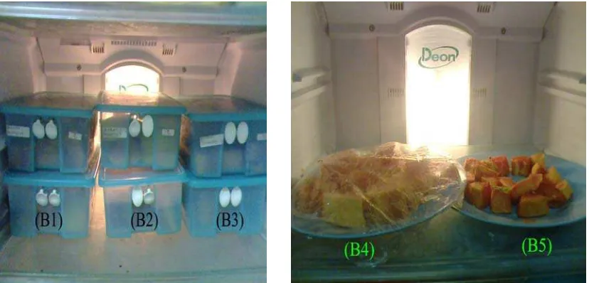 Gambar 2. Pengaturan masing-masing wadah pengemasan (B1, B2, B3, B4, dan B5) dalam chiller lemari es selama penyimpanan dingin