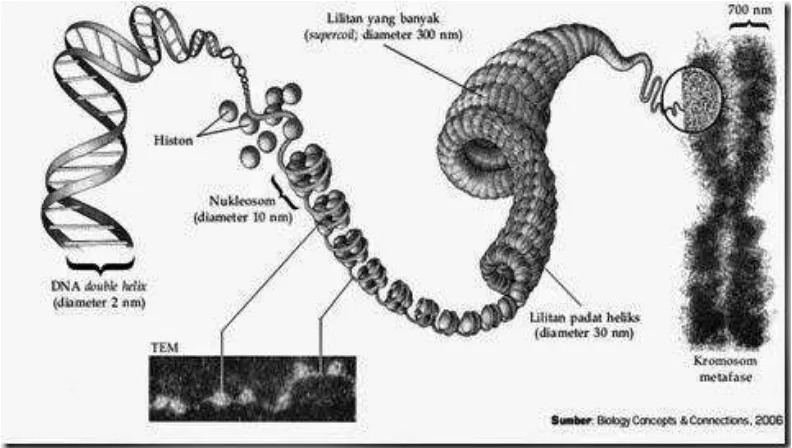 Gambar 1.1. Hubungan DNA dengan Kromosom Sumber : Campbell, et al 2006 