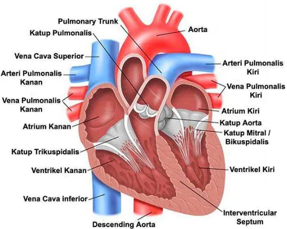 Gambar 2.2 Penampang jantung dan bagian-bagiannya 
