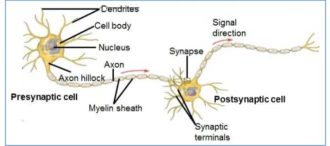 Gambar 1.1 Struktur neuron pada manusia 