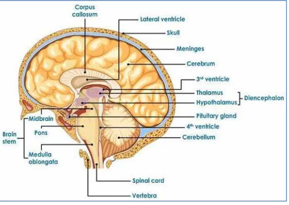 Gambar 1.3 Struktur otak manusia 