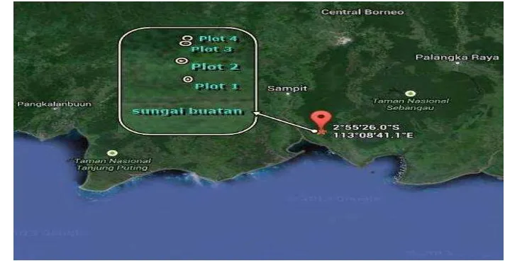 Gambar 1 Posisi plot penelitian di hutan rawa gambut Katingan  (sumber : maps.google.com) 