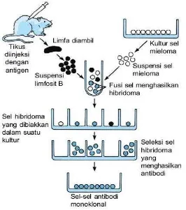 Gambar 1.1 Produksi antibodi monoclonal (sumber: Biology, Campbell) 