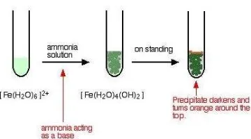 Gambar 16. Reaksi Ion Fe2+ Terhidrat dengan Amonia 