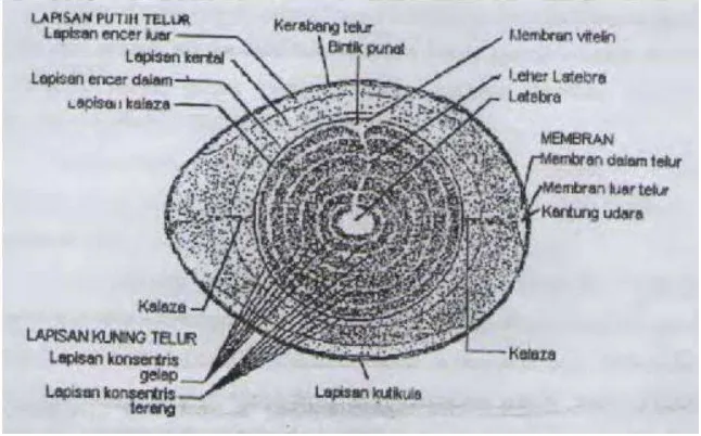 Gambar 1. Struktur telur menurut Stadelman dan Cotteril (1995) 