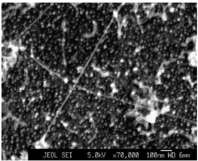 Figure 2.3: SEM image of nanotubes grown by thermal CVD, H2/CH4 = 400/100 sccm, 900 8C, 20 min, 1 