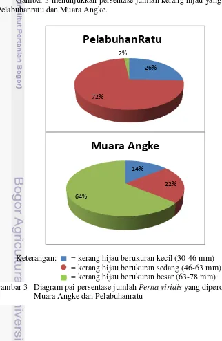 Gambar 3 menunjukkan persentase jumlah kerang hijau yang diperoleh dari Pelabuhanratu dan Muara Angke