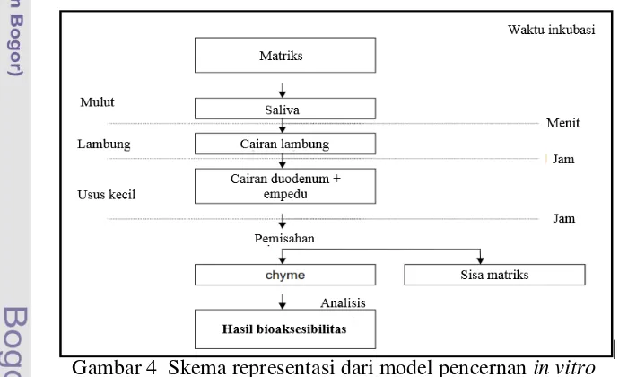 Gambar 4  Skema representasi dari model pencernan in vitro  