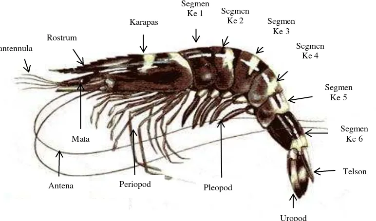 Gambar 2. Morfologi Udang Windu (Penaeus monodon)( Suwignyo, 1990). 