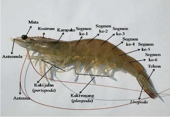 Gambar 4. Morfologi udang vannamei (Litopenaeus vannamei) (Kahfi,2013). 