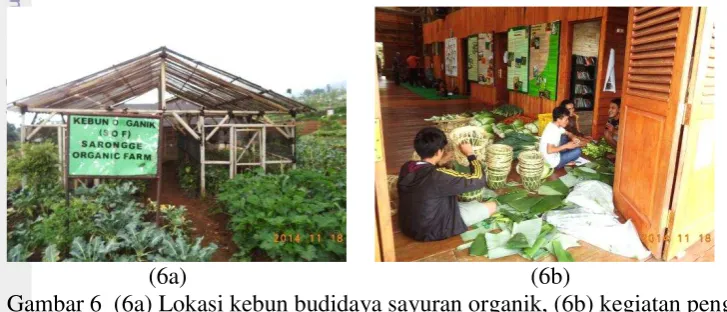 Gambar 6  (6a) Lokasi kebun budidaya sayuran organik, (6b) kegiatan pengepakan 