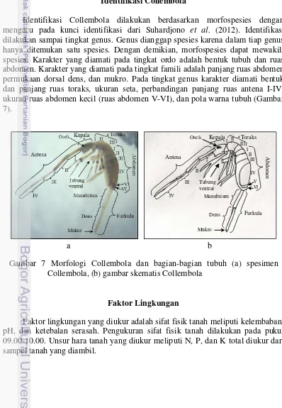 Gambar 7 Morfologi Collembola dan bagian-bagian tubuh (a) spesimen  