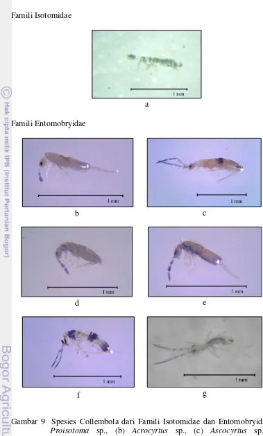 Gambar 9  Spesies Collembola dari Famili Isotomidae dan Entomobryidae (a)  
