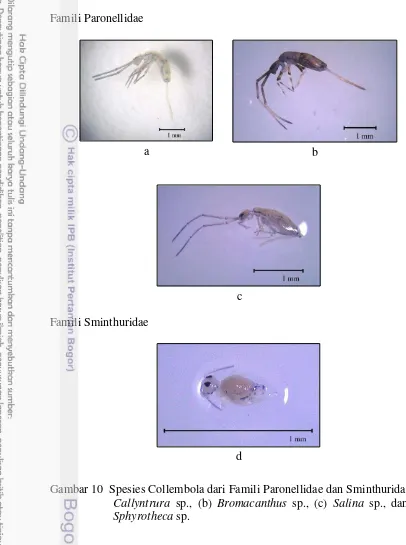 Gambar 10  Spesies Collembola dari Famili Paronellidae dan Sminthuridae (a)  