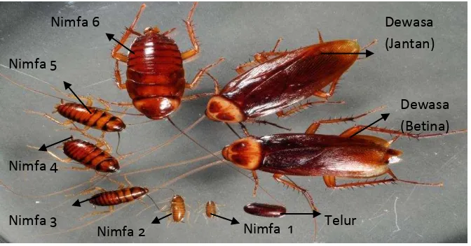 Gambar 2. Metamorfosis kecoa Amerika (Depkes, 2009)  