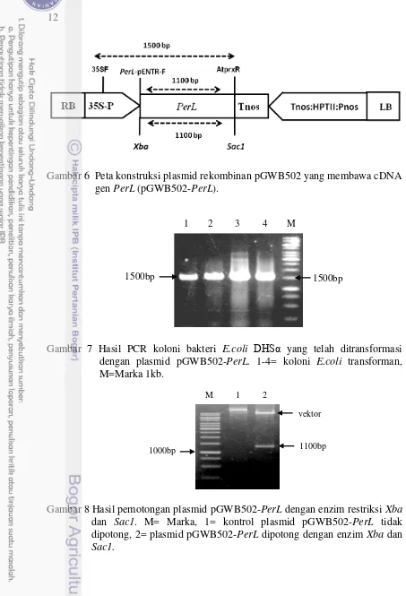 Gambar 6  Peta konstruksi plasmid rekombinan pGWB502 yang membawa cDNA 