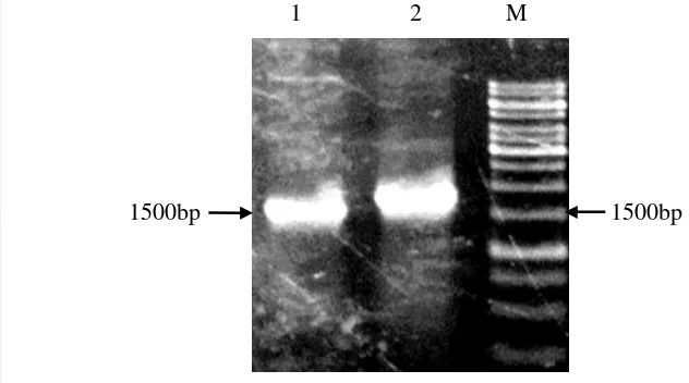Gambar 9 Identifikasi DNA rekombinan menggunakan PCR koloni dengan 