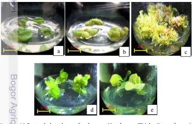 Gambar 10 Pertumbuhan dan perkembangan N. tabacum SR1 hasil transformasi. 
