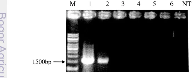 Gambar 11 Hasil amplifikasi DNA genom N. tabacum kultivar SR1 transgenik putatif menggunakan primer spesifik 35SF dan AtprxR