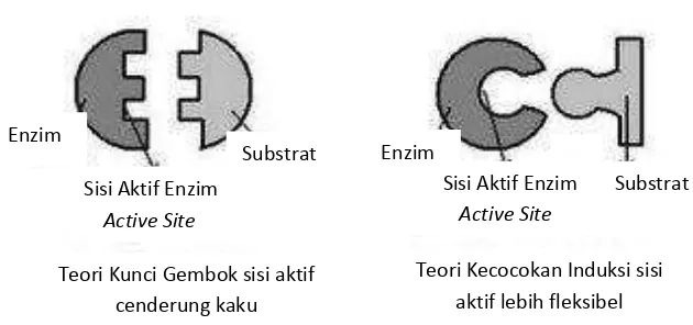 Gambar 5. Teori kunci gembok dan teori induksi (Shahib, 2005). 