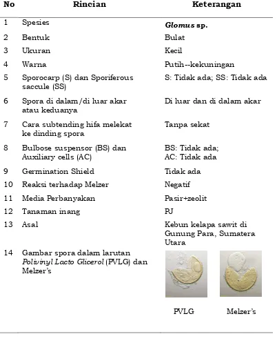 Gambar spora dalam larutan Polivinyl Lacto Glicerol (PVLG) dan 