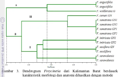 Gambar 3. Dendrogram Freycinetia dari Kalimantan Barat berdasarkan  