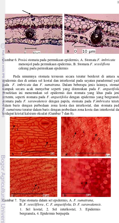Gambar 6. Posisi stomata pada permukaan epidermis, A. Stomata F. imbricata   