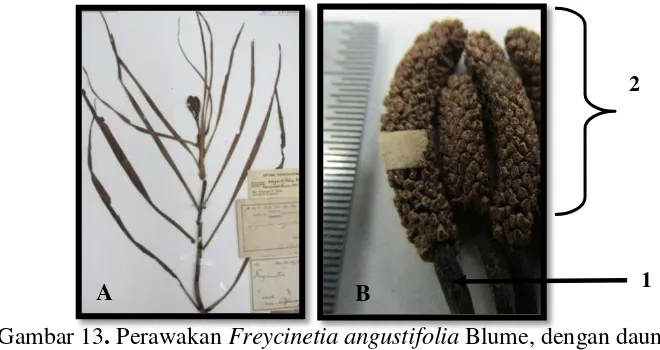 Gambar 13. Perawakan Freycinetia angustifolia Blume, dengan daun  