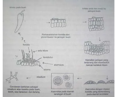 Gambar 4.  Siklus Penyakit Antraknosa yang Disebabkan oleh Colletotrichum sp. 
