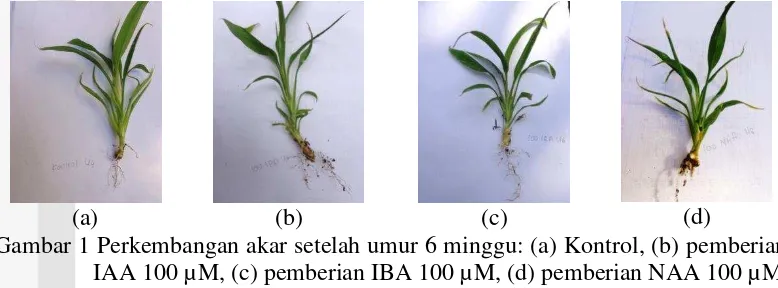 Gambar 1 Perkembangan akar setelah umur 6 minggu: (a) Kontrol, (b) pemberian 