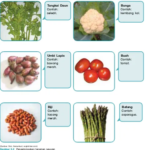 Gambar 5.2  Pengelompokan tanaman sayuran