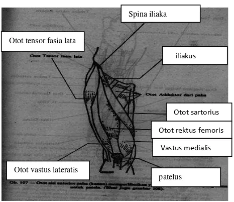 Gambar 5. Otot-otot yang terdapat pada tungkai atas (Evelyn C. Pearse 1993:1113) 