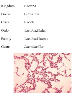 Gambar 1.  Bakteri Asam Laktat Lactobacillus sporogenes 
