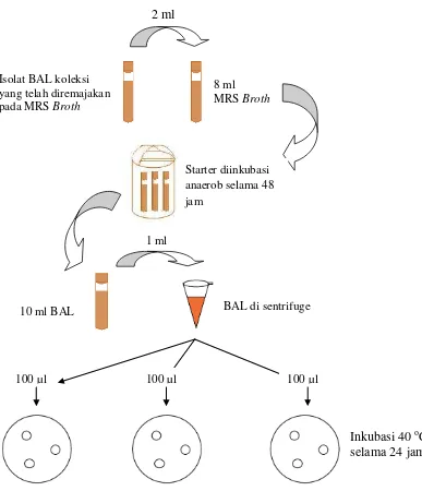 Gambar 9.  Diagram alir uji daya hambat BAL terhadap Salmonella sp. 