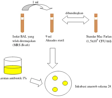 Gambar 10.  Diagram alir uji ketahanan BAL terhadap antibiotik 