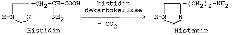 Gambar 2. Reaksi pembentukan histamin. 